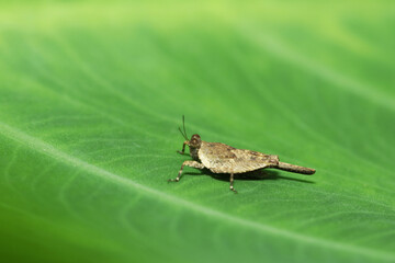 A grasshopper on leaf