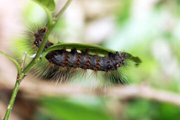 caterpillar on a leaf