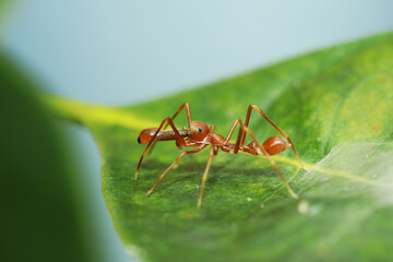 A mimic red ant on green leaf
