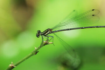 close up of a dragonfly on branch
