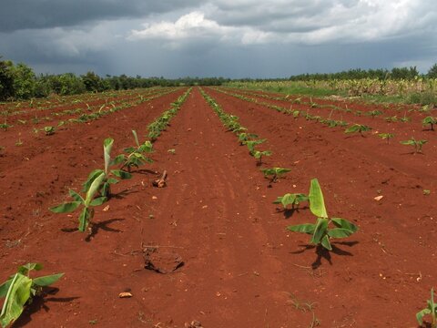 Cultivo cambur