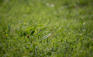 gotas de agua sobre el césped luego de la lluvia