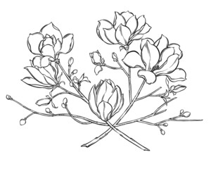 Digital illustration of magnolia flowers, black and white,