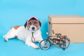 Stylish and business dog in a pink cap and sunglasses next to a bike and a box on a blue...