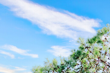 Obraz na płótnie Canvas 青い空に白い雲、手前に松の木