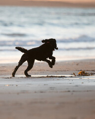 Dog playing with a stick, running on the wet sandy beach. Vertical format.