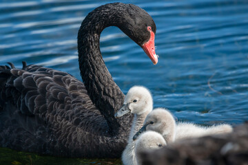 Mother black swan swimming with her cygnets in the lake