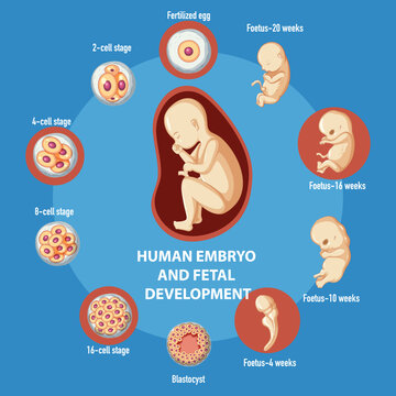 Human embryonic development infographic