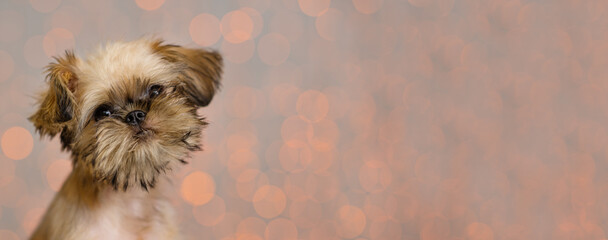 Portrait of a Griffon dog puppy looking into the frame against the background of lights. Stretched...