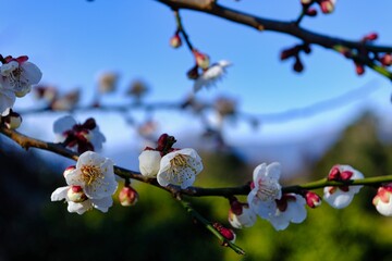 早春