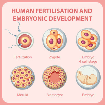 Human fertilisation embryonic development in human infographic