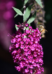 Bee on a pink buddleia flower