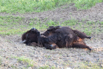 mother bison laying on her back rolling to scratch off winter coat fur in dirt, fresh after giving birth
