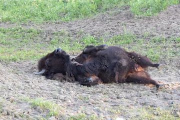 Tuinposter moeder bizon die op haar rug ligt te rollen om de vacht van de winterjas af te krabben in de modder, fris na de bevalling © Amy