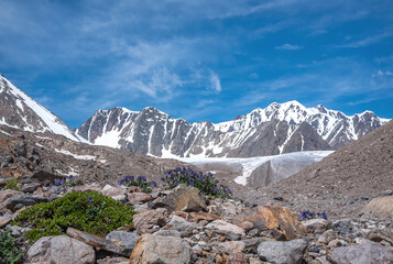 glacier flowers mountains snow summer