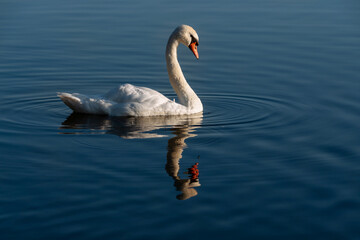 White swan on Gorodishchenskoe Lake on a dark blue background with reflection in the water, Izborsk, Pskov region, Russia