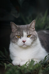 Scottish fold cat sitting in the garden with green grass. Tabby blue cat looking at camera.