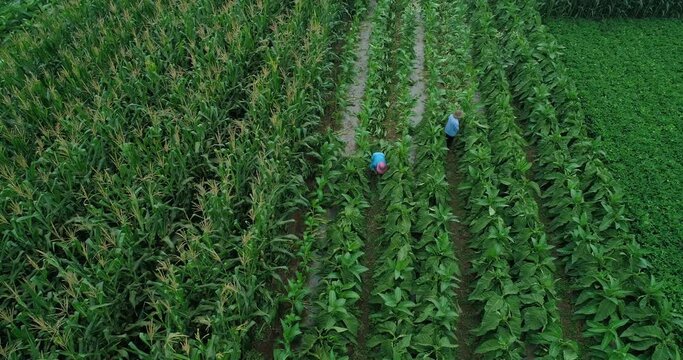 Aerial view Farmers working in tobacco fields