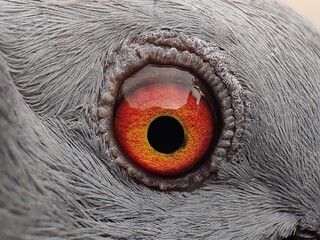 close up of the head of a bird