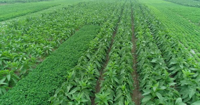 green tobacco plantation field