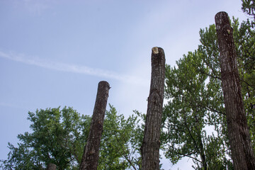 pruning trees. Slaughter of a poplar. Seasonal pruning of trees in the city park service.