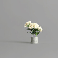 Fototapeta na wymiar White hydrangea in concrete pot isolated on gray background