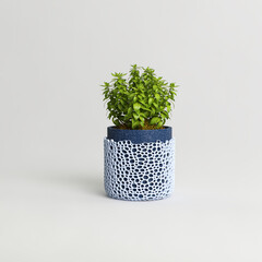 Modern potted plant isolated on white background