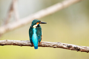 The common kingfisher on branch