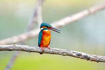 The common kingfisher on branch