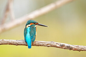 The common kingfisher on branch