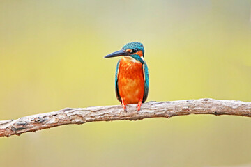 The common kingfisher on branch