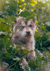Obraz premium puppy in the grass
