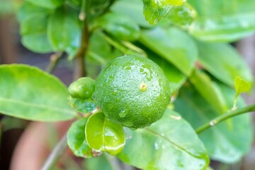 close up of a big green lime with water drops on tree in morning light with copy space.