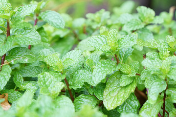 close up bushes of green Peppermint, Kitchen Mint or Marsh Mint leaves (Metha cordifolia Opiz) in morning light