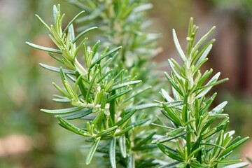 bunch of Rosemary leaves (Rosmarinus officinalis) in morning light with bokeh background.