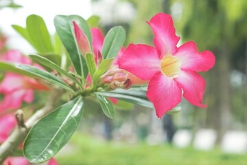 Flower of Vinh Long Park