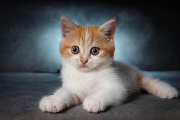 Scottish fold kitten sitting on black background with blue rim light in studio. Orange Kitten on black background.