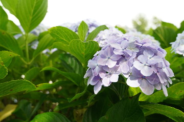 紫陽花（Hydrangea）紫