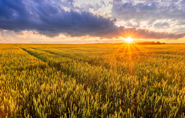 Naklejka premium Scenic view at beautiful sunset in a wheaten shiny field with golden wheat and sun rays, deep cloudy sky on a background , forest and country road, summer valley landscape