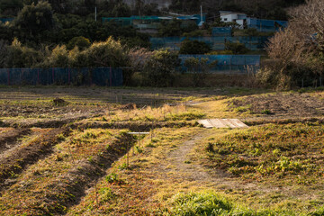 農村の風景、畑