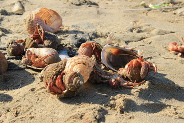 Discarded hermit crabs