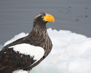 Steller's sea eagle on the ice