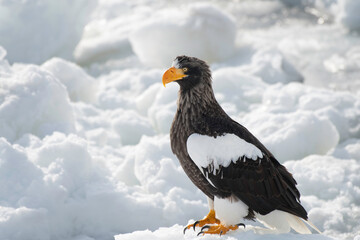 Steller's sea eagle on the ice