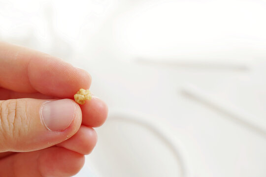 left hand holding a Tonsils stone or Tonsillolith on white background with copy space.