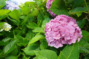 紫陽花（Hydrangea）pink ピンク