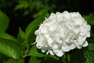 紫陽花（Hydrangea）白