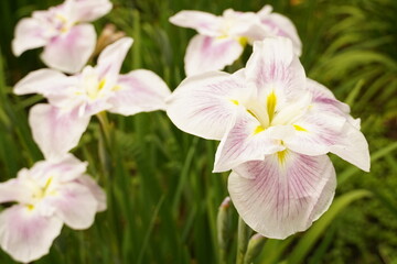 菖蒲（しょうぶ）（a Japanese iris) white pink