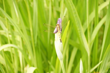 トンボ（Dragonfly)