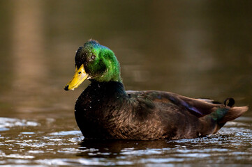 Duck bath