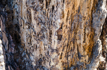 Termite Damage on a dead tree.